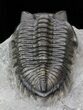 Bug-Eyed Coltraneia Trilobite - Clean Eye Facets #40125-4